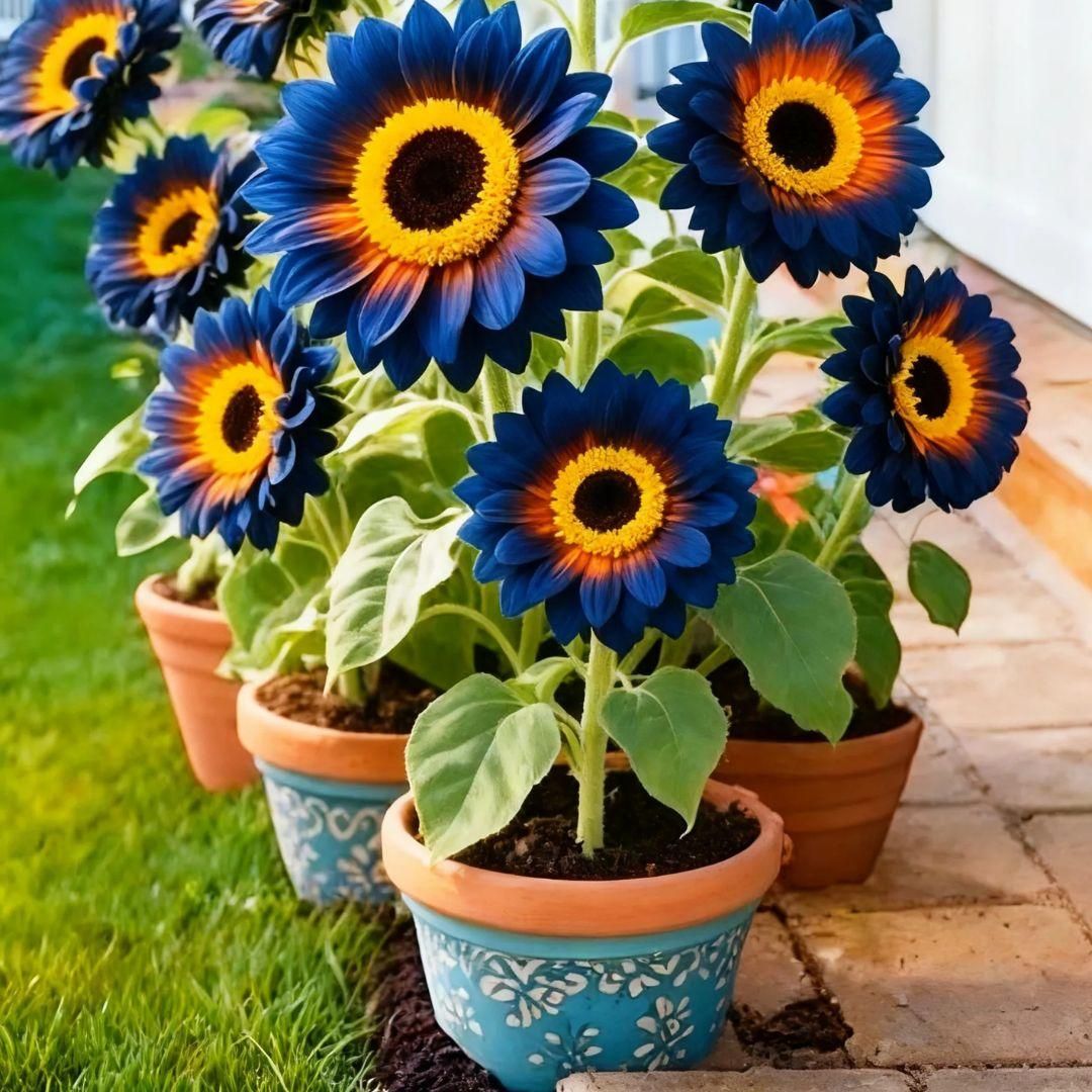 Gardening & Plant Care